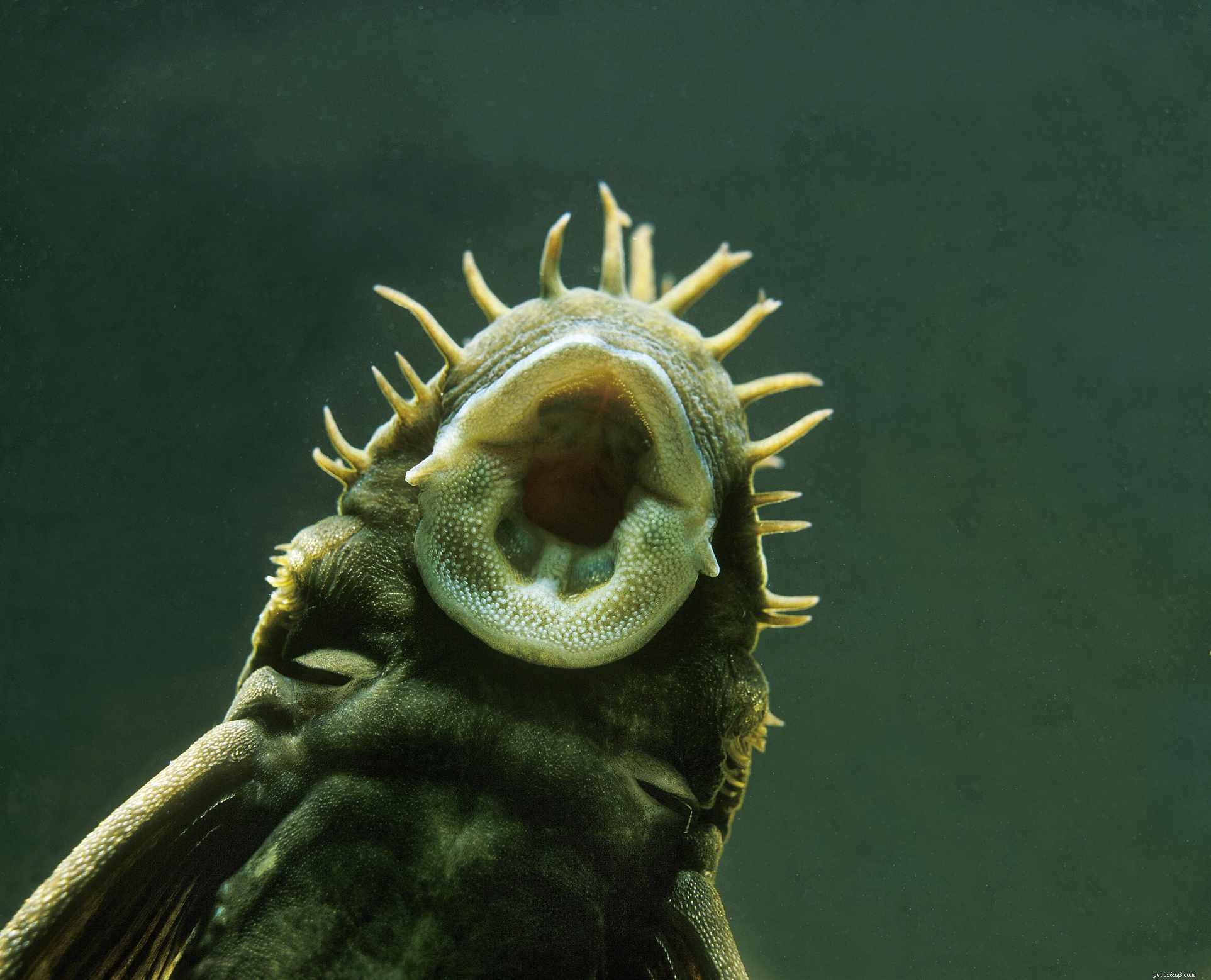 Suckermouth Catfish:Soortenprofiel
