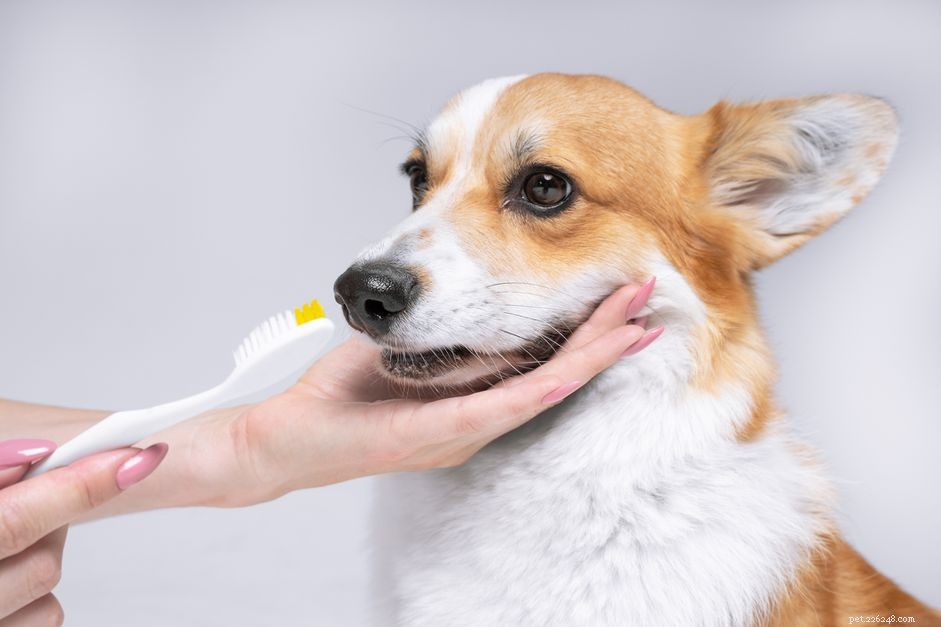 Fare una pulizia dei denti professionale per il tuo cane