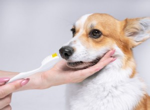 Como fazer uma limpeza profissional dos dentes do seu cão