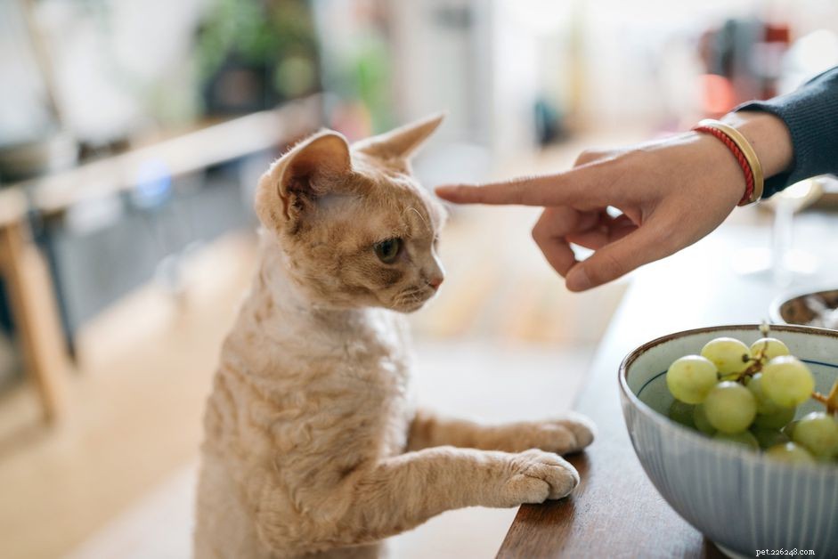 耳の聞こえない猫の世話をする方法 