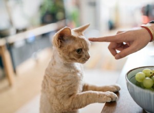 Как ухаживать за глухой кошкой