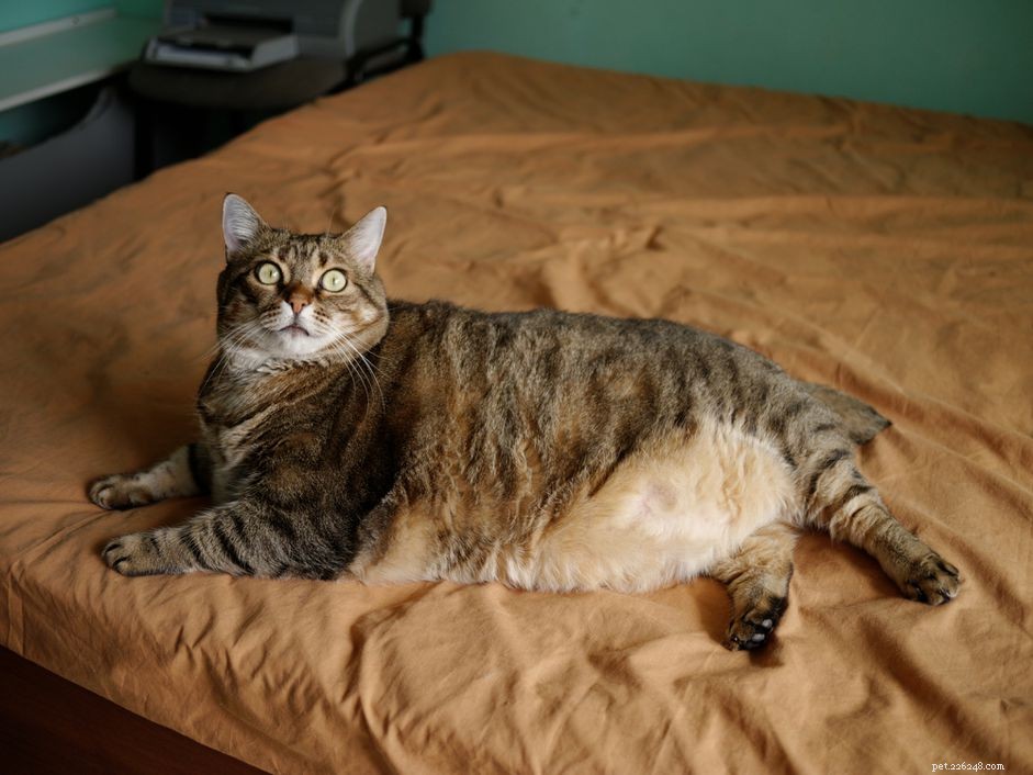 Malattia del fegato grasso nei gatti