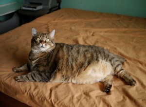 猫の脂肪肝疾患 