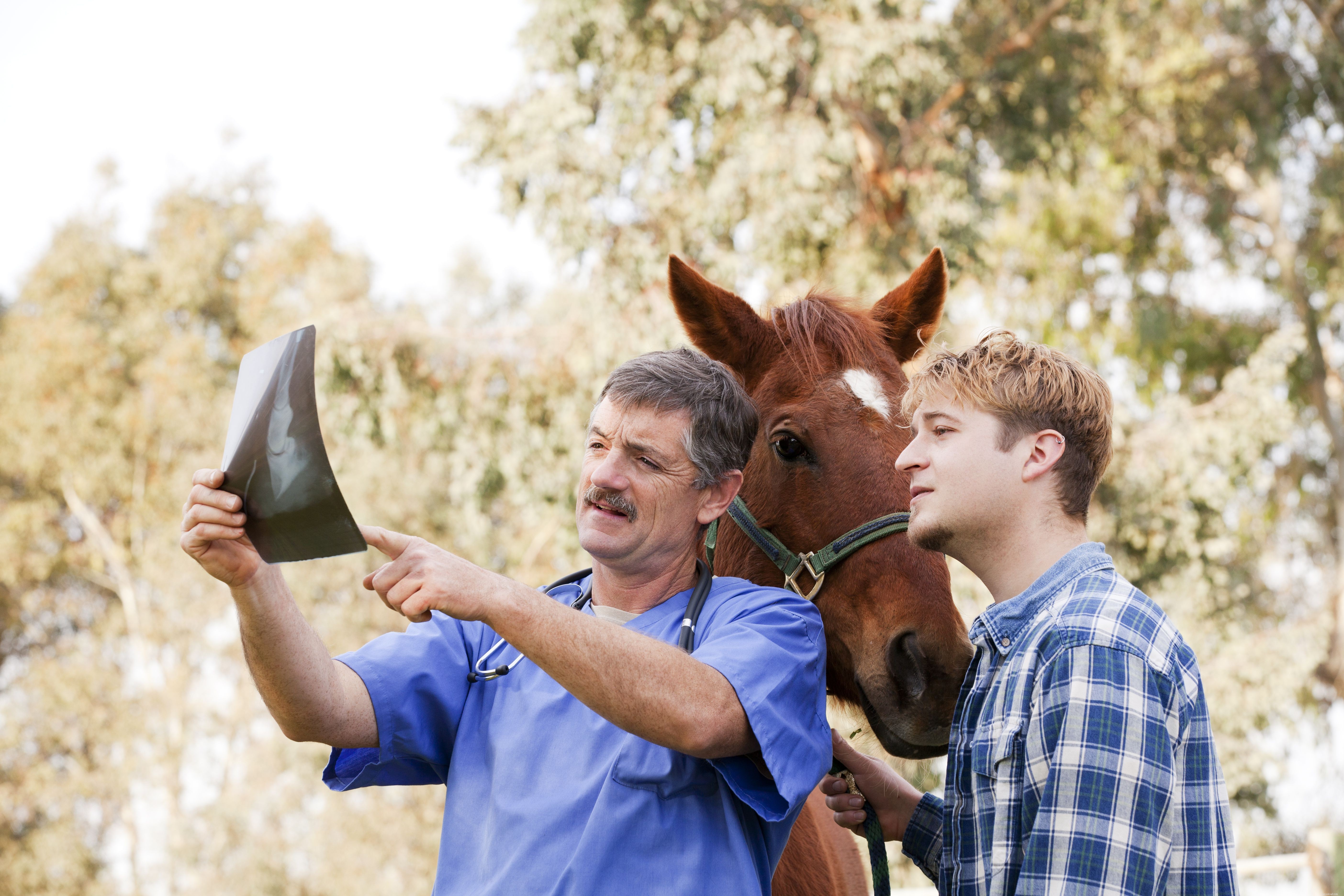 Artritis bij paarden