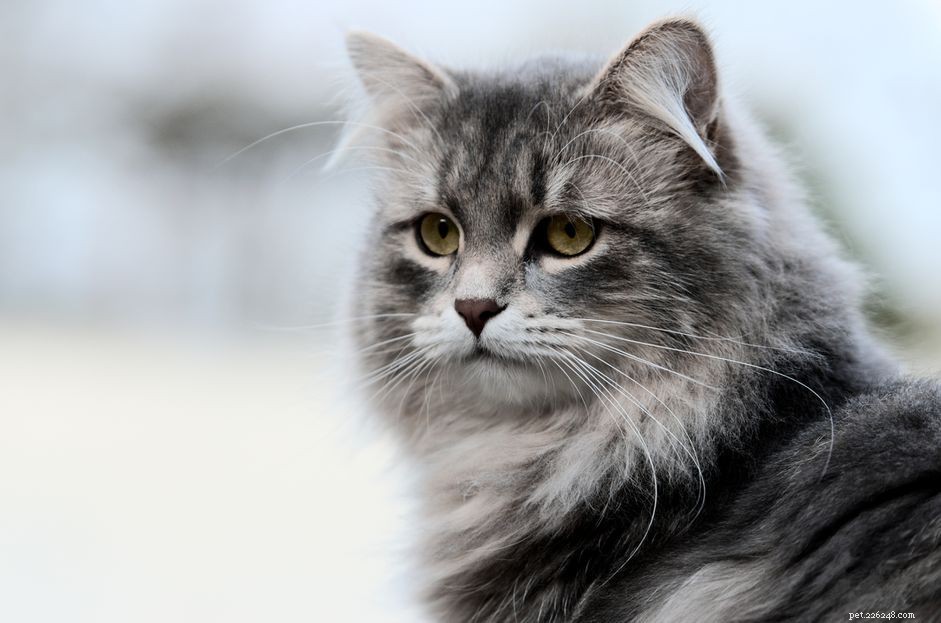 82 nomi di gatti russi