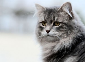 82 русских имени для кошек