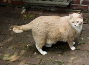 Ciclos de calor (estro) em gatos