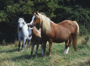 Barriga de feno em cavalos