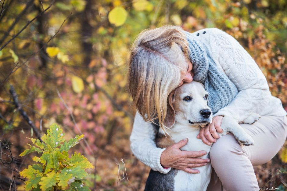 Krijgen oudere honden de menopauze?
