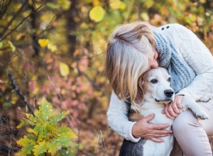 Cães mais velhas entram na menopausa?