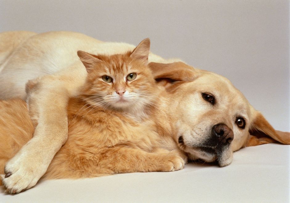 Você pode usar o controle de pulgas de cães em um gato?