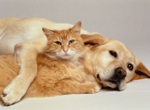 Можно ли использовать средство от собачьих блох на кошке?
