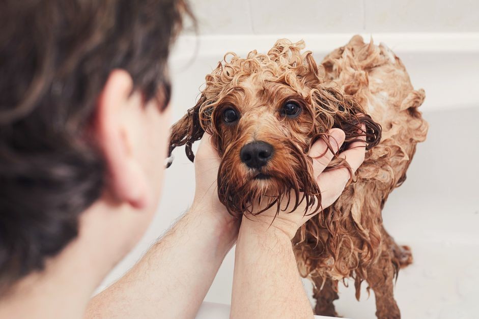 개에게 벼룩 목욕을 시키는 방법