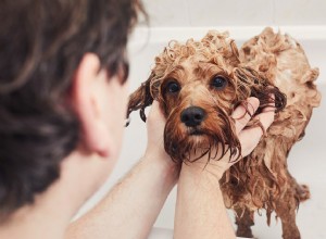 あなたの犬にノミ風呂を与える方法 