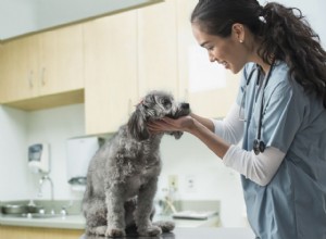 犬の毛嚢炎 