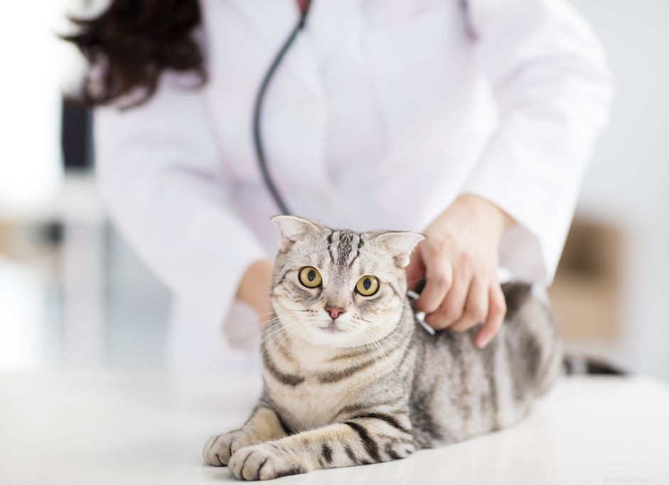Hyperlipidémie u koček