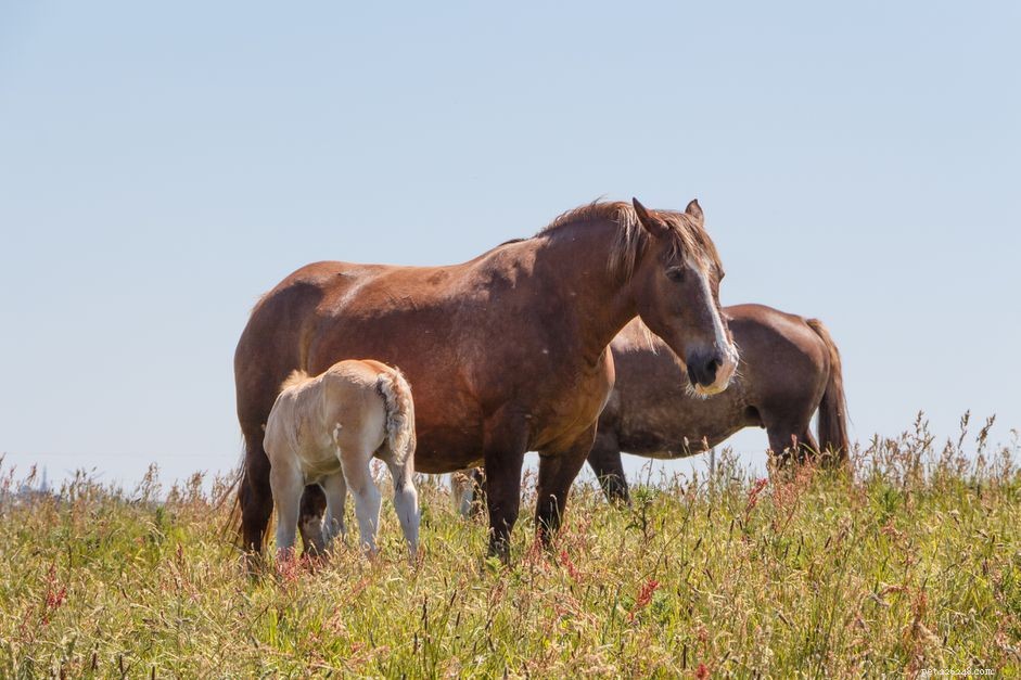 Бретонская лошадь:профиль породы 