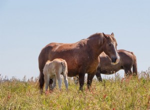 Cavalo Bretão:Perfil da Raça