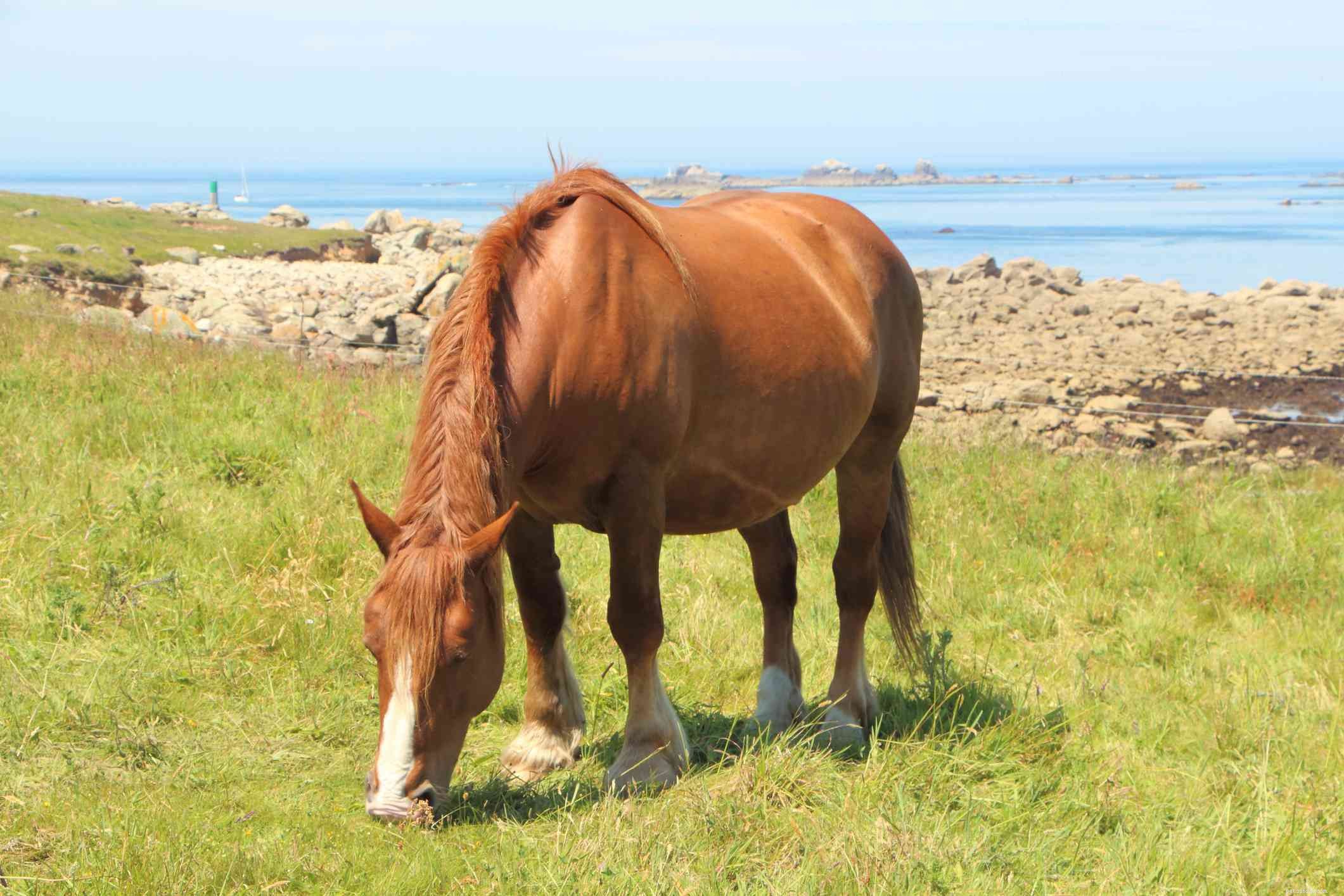 Бретонская лошадь:профиль породы 