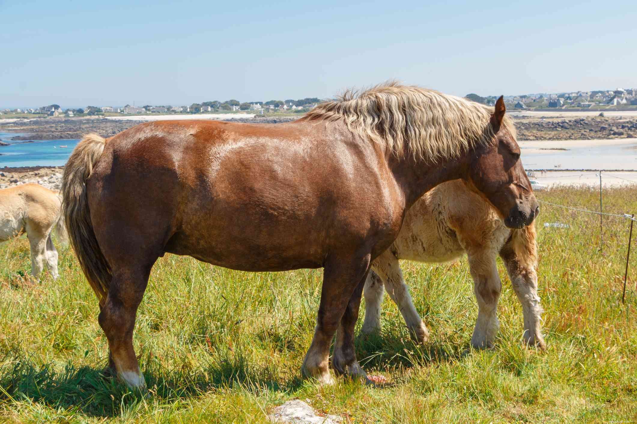 Cavallo bretone:profilo della razza
