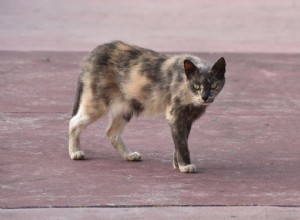 Doença de Addisons (Addison) em gatos