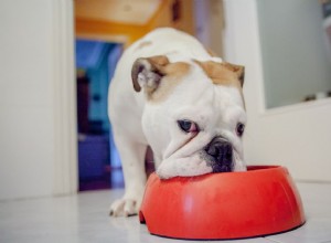 犬の炎症性腸疾患 