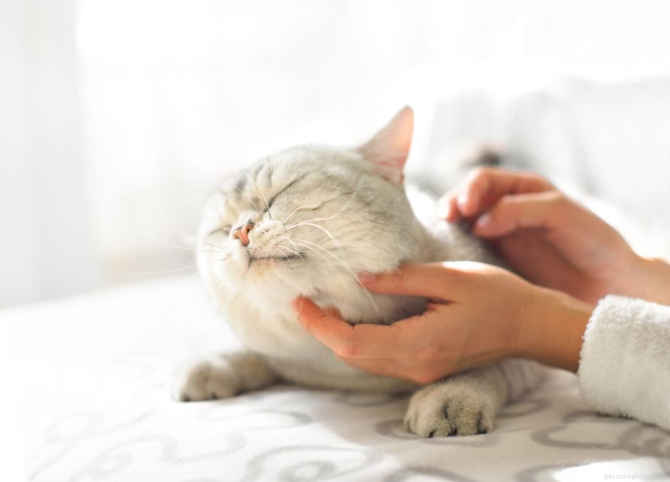 Léčba koček s epilepsií a/nebo záchvaty