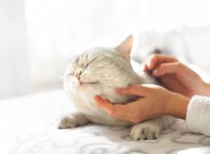 Léčba koček s epilepsií a/nebo záchvaty
