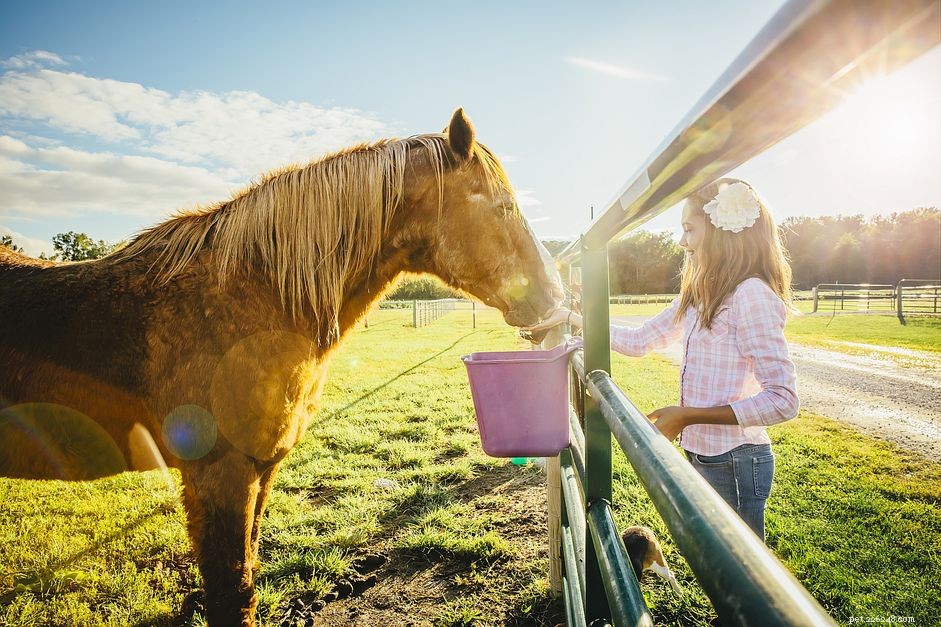 馬が体重を増やすのを助けるための最高の飼料 