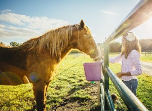 Os melhores alimentos para ajudar um cavalo a ganhar peso