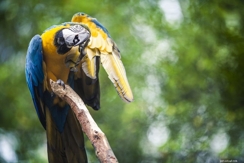 Hur man identifierar och blir av med papegojlöss