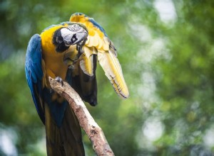 Como identificar e se livrar de piolhos de papagaio