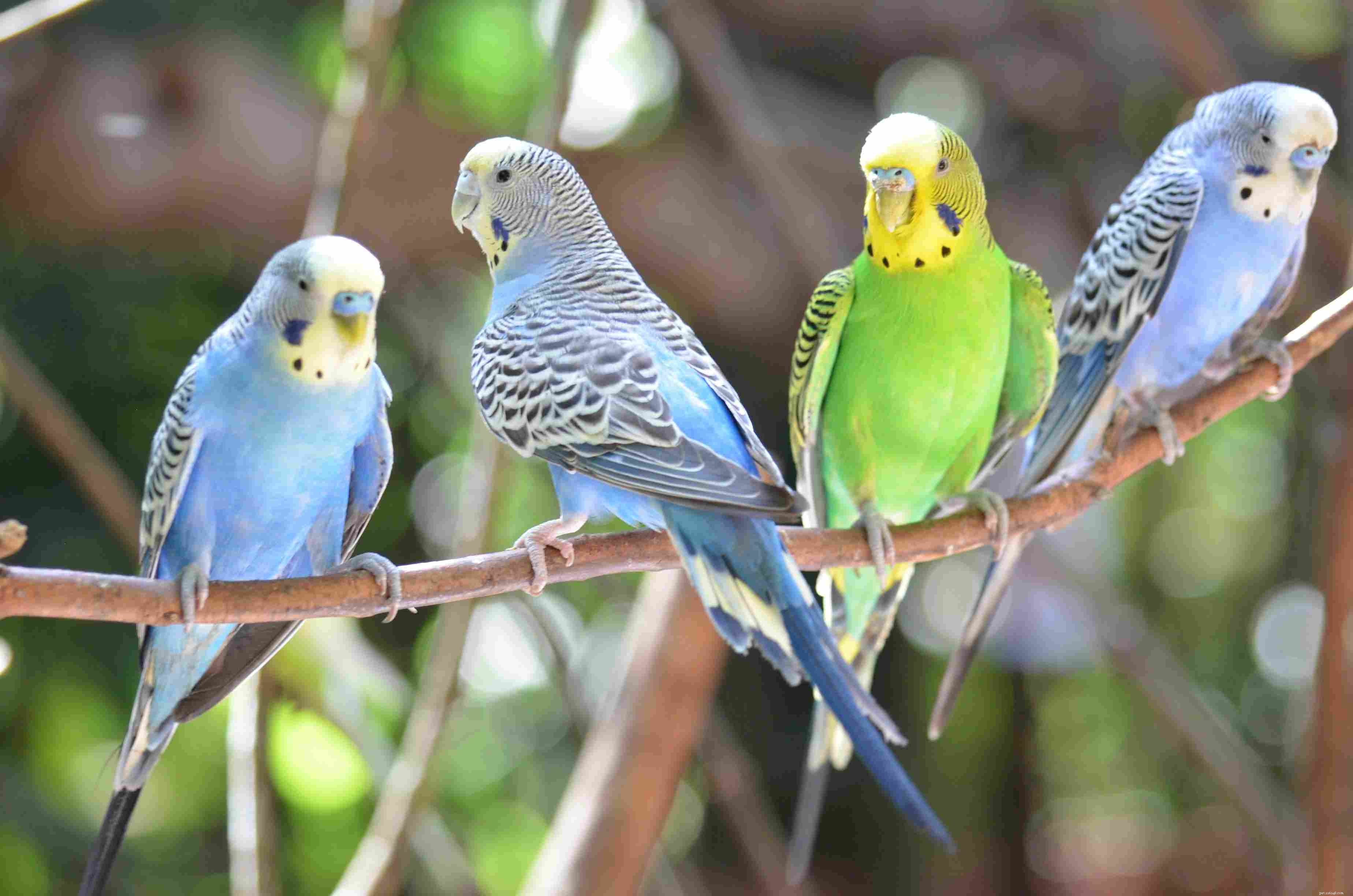 Hur man identifierar och blir av med papegojlöss