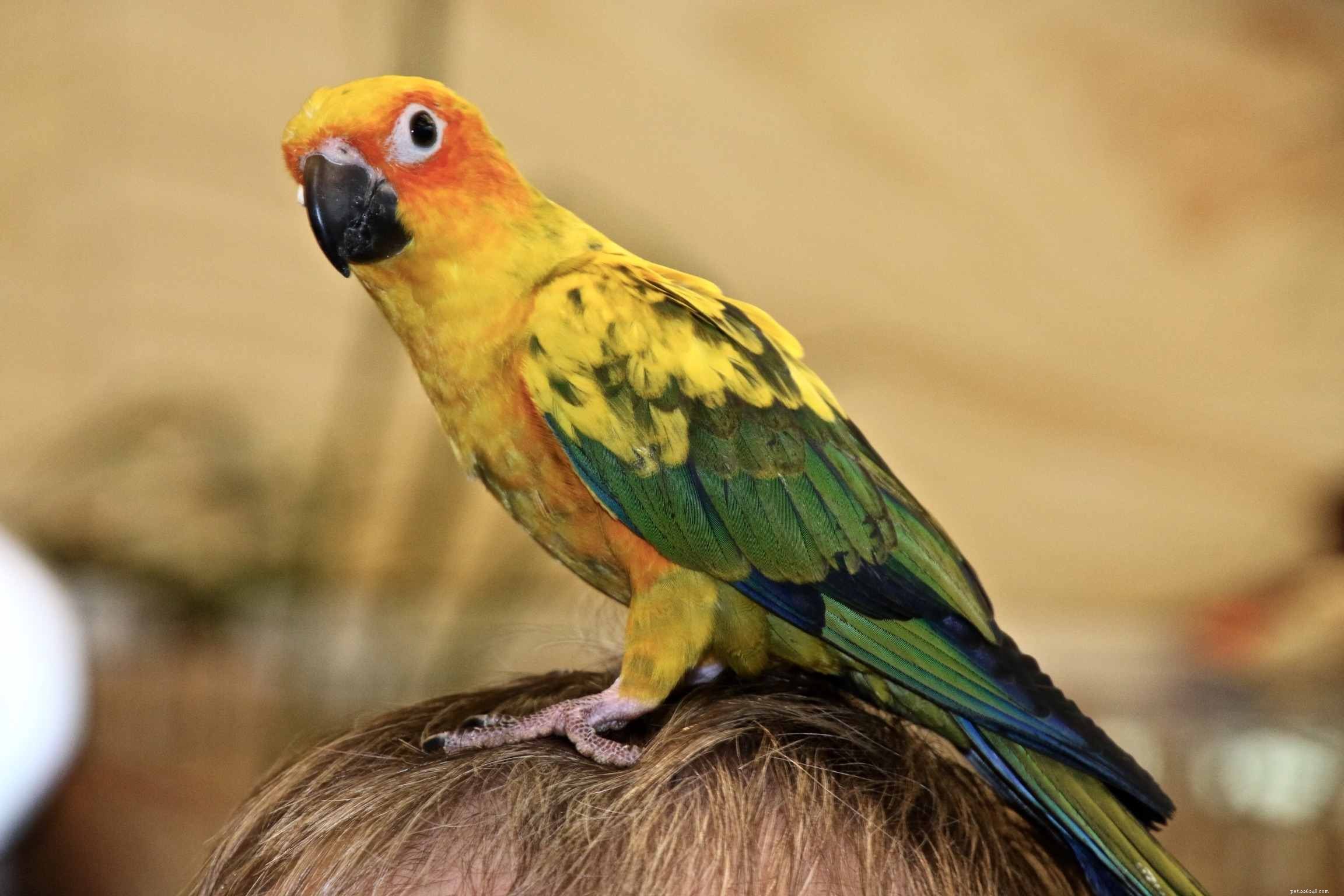 Het identificeren en verwijderen van papegaailuizen