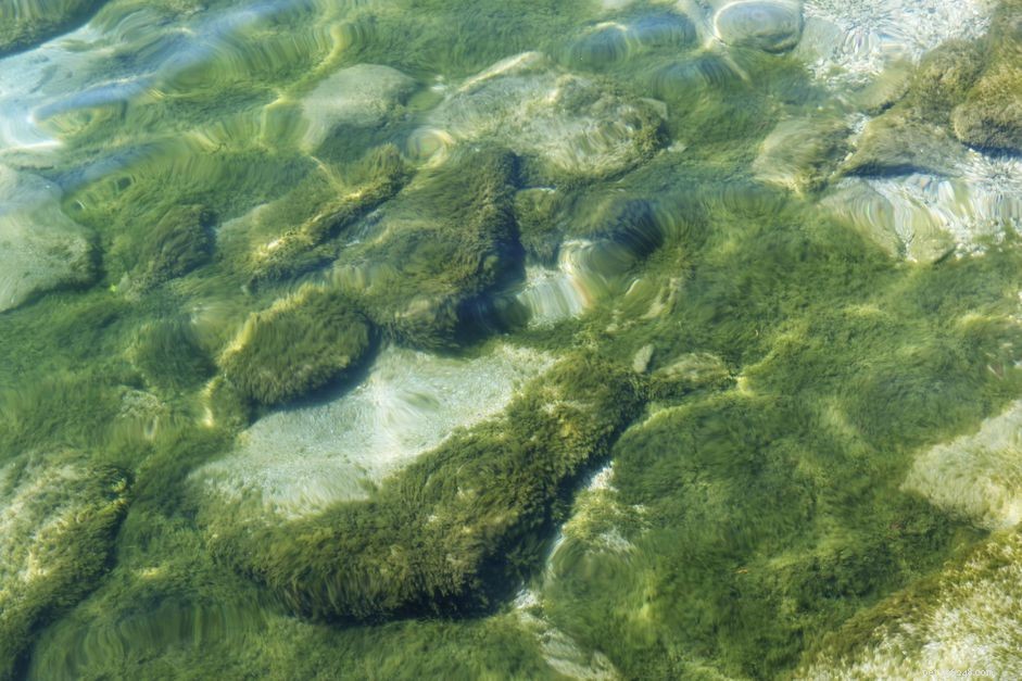해수 수족관에서 성가신 녹색 모발 해조류 치료