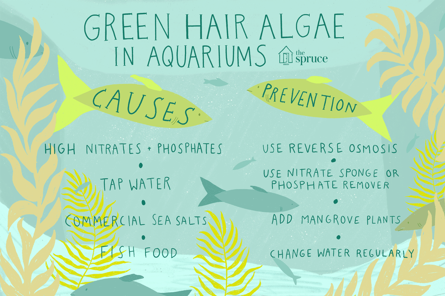 Cura delle fastidiose alghe verdi dei capelli nel tuo acquario di acqua salata