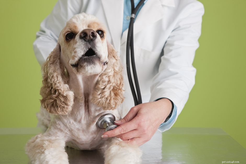 Biliaire aandoeningen bij honden
