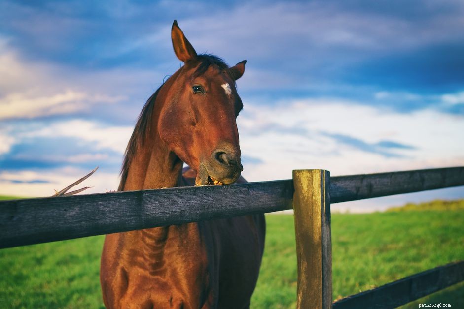 Hoe te stoppen met kauwen op hout bij paarden