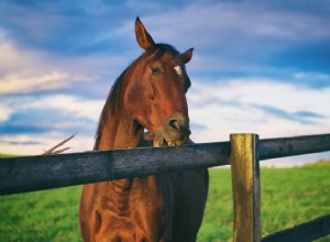 馬の木材咀嚼を止める方法 