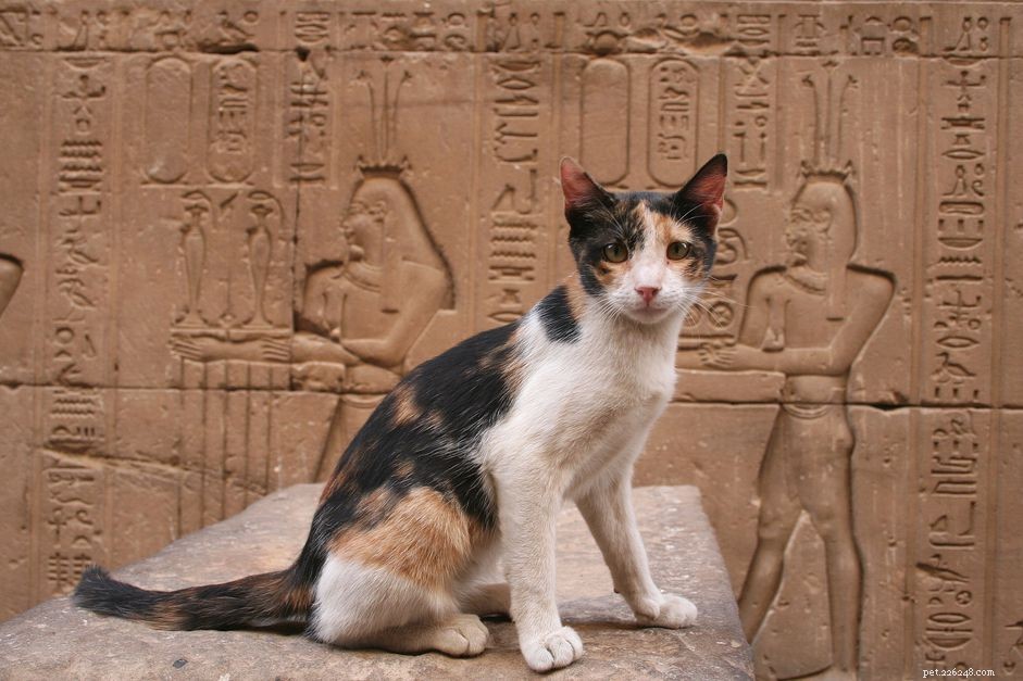 46 имен египетских кошек