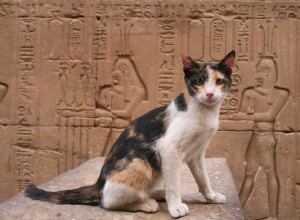 46 jmen egyptských koček