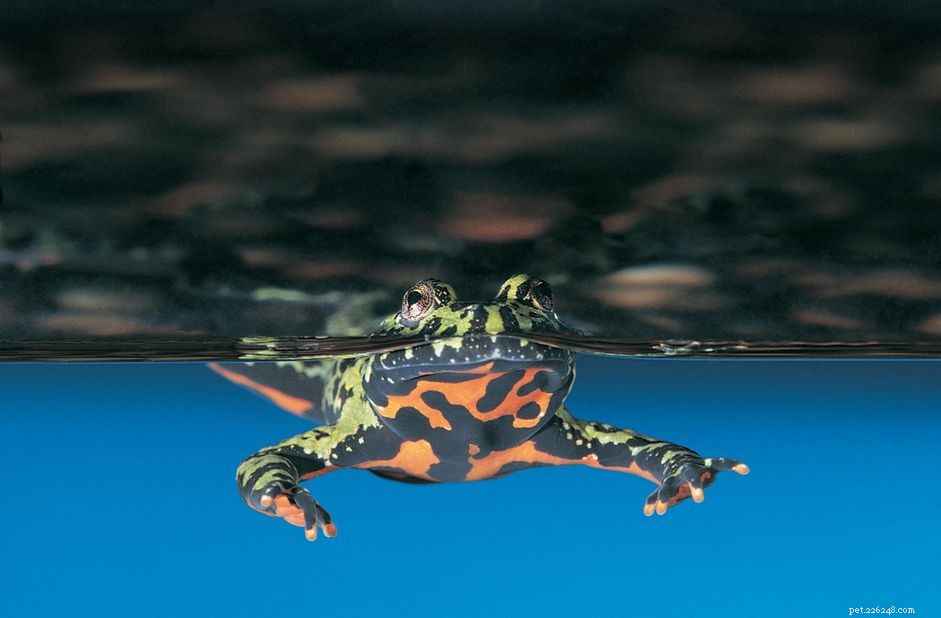 동양불배두꺼비:종 프로필
