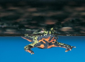 Восточная огнебрюхая жаба:профиль вида
