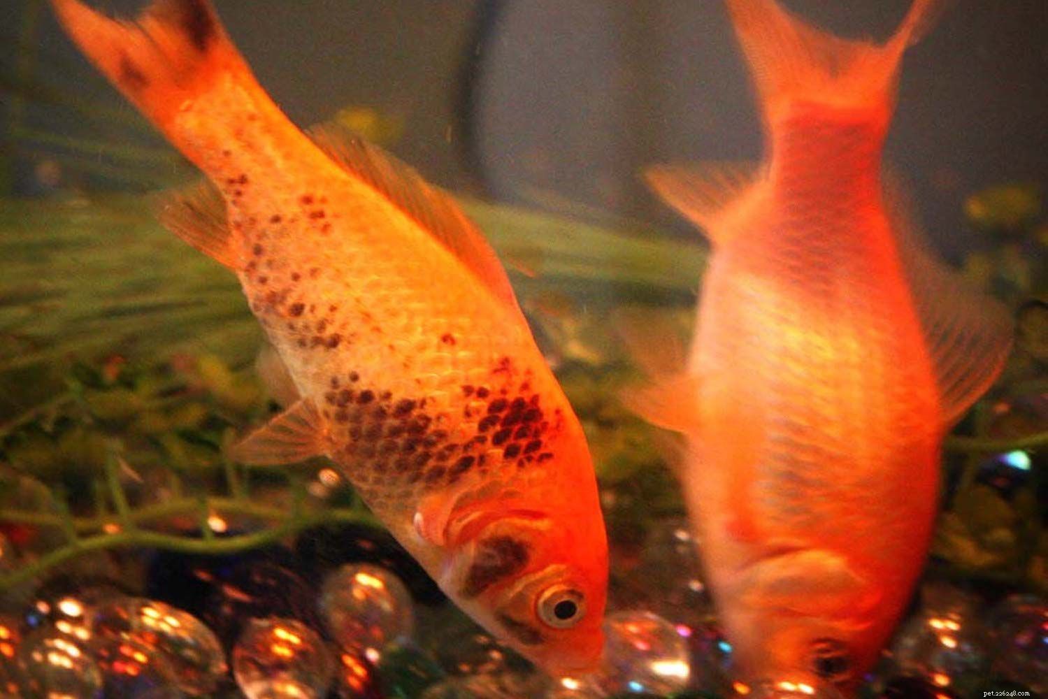 Hoe u vissen behandelt tegen ammoniakverbranding