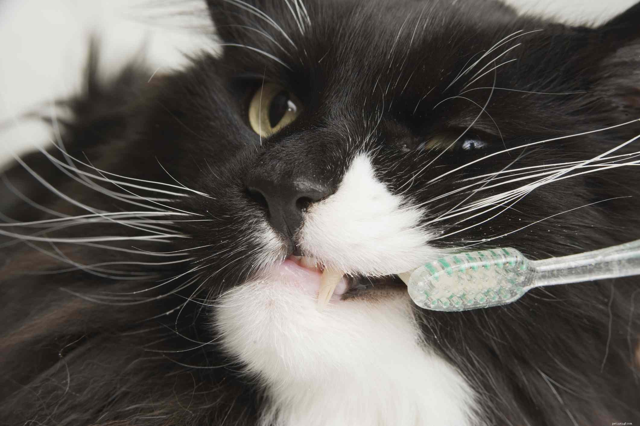 Saúde do gato sênior:quando é hora de ver o veterinário? 