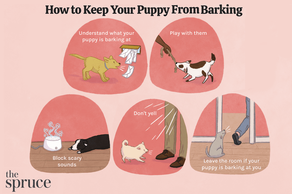 10 manieren om te voorkomen dat een puppyhond gaat blaffen