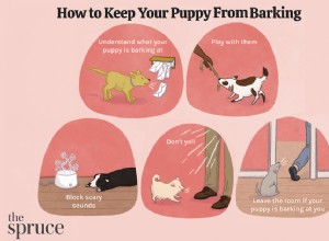 강아지가 짖는 것을 막는 10가지 방법