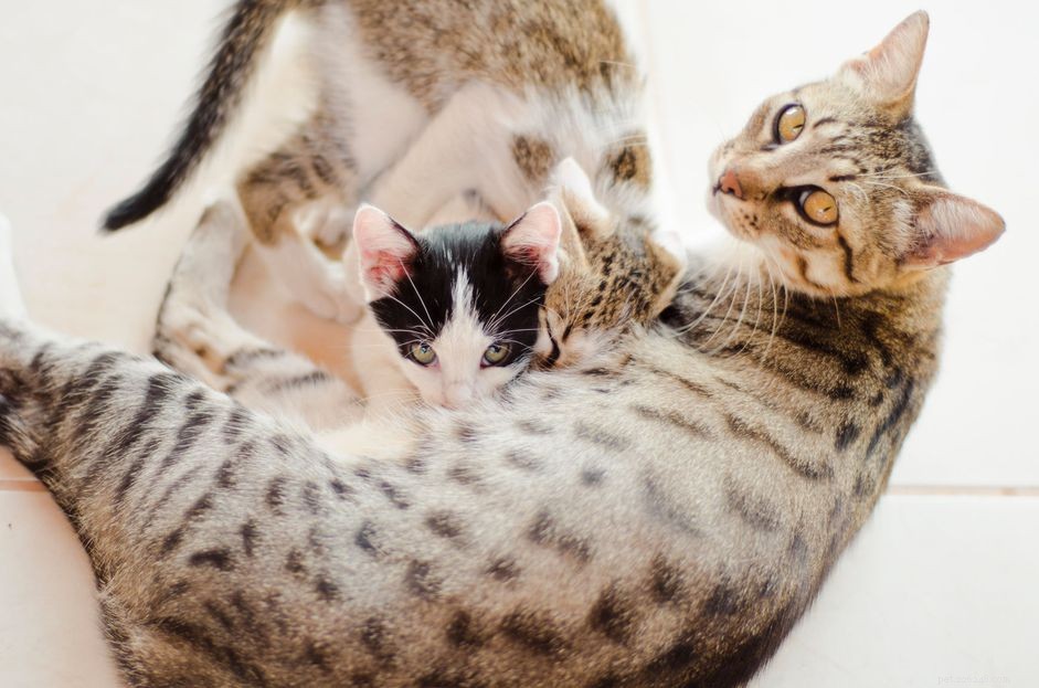 Лечение мастита у кошек