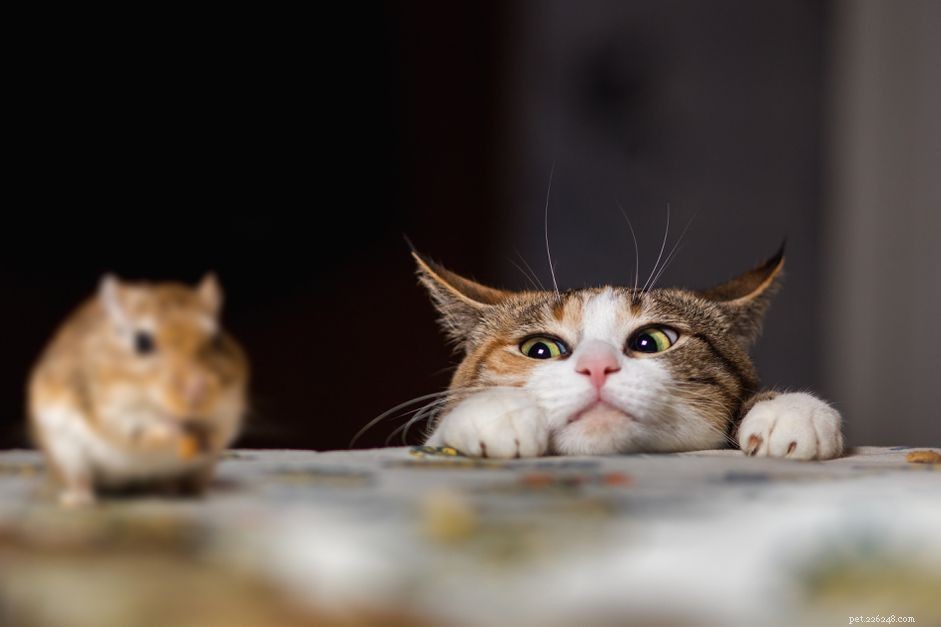 Katter och möss:potential för sjukdomar och andra faror
