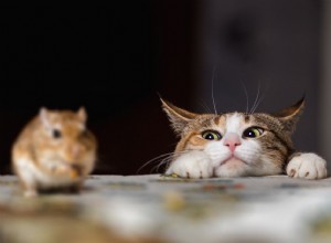 猫とマウス：病気やその他の危険の可能性 